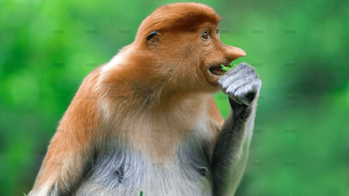 demo-attachment-291-proboscis-monkey-PK9YC3W-1